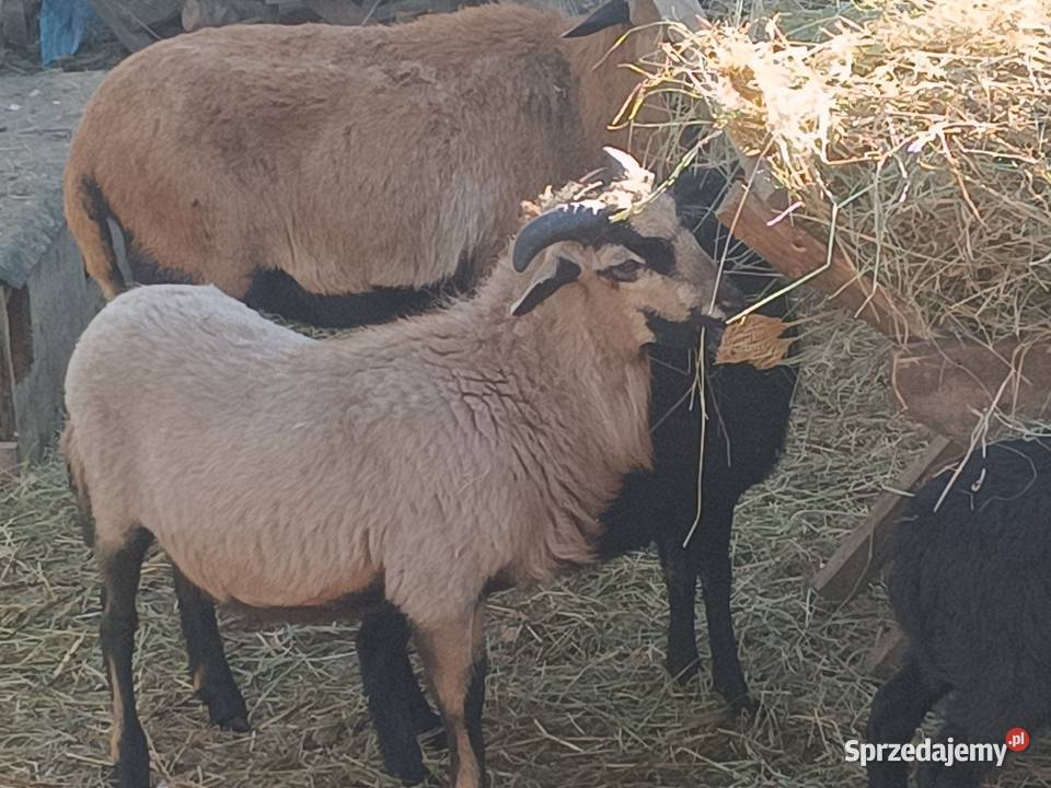 Tryk kameruński Owce Dębica