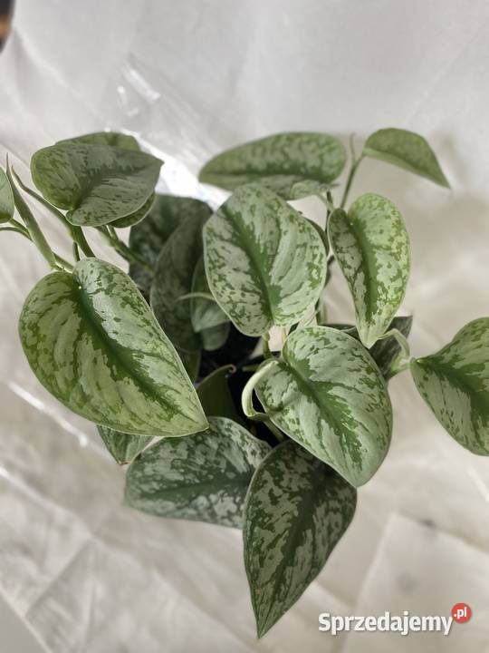 Scindapsus pictus 8 sztuk na sprzedaż Kraków sprzedam