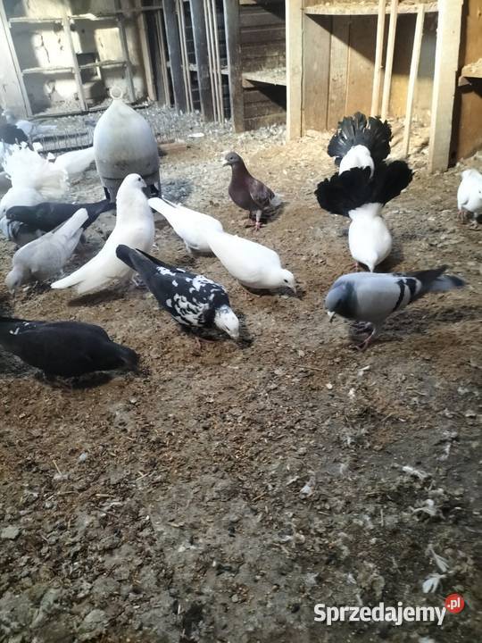 Sprzedam golembie pocztowe Szubin