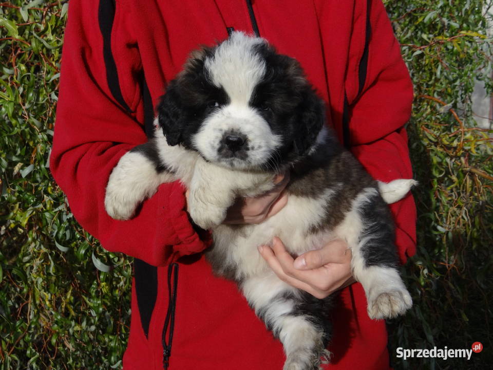Moskiewski pies stróżujący Nie Bernardyn Kaukaz Rokiciny