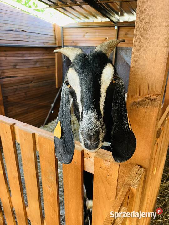 Kozy anglonubijskie Gogolin