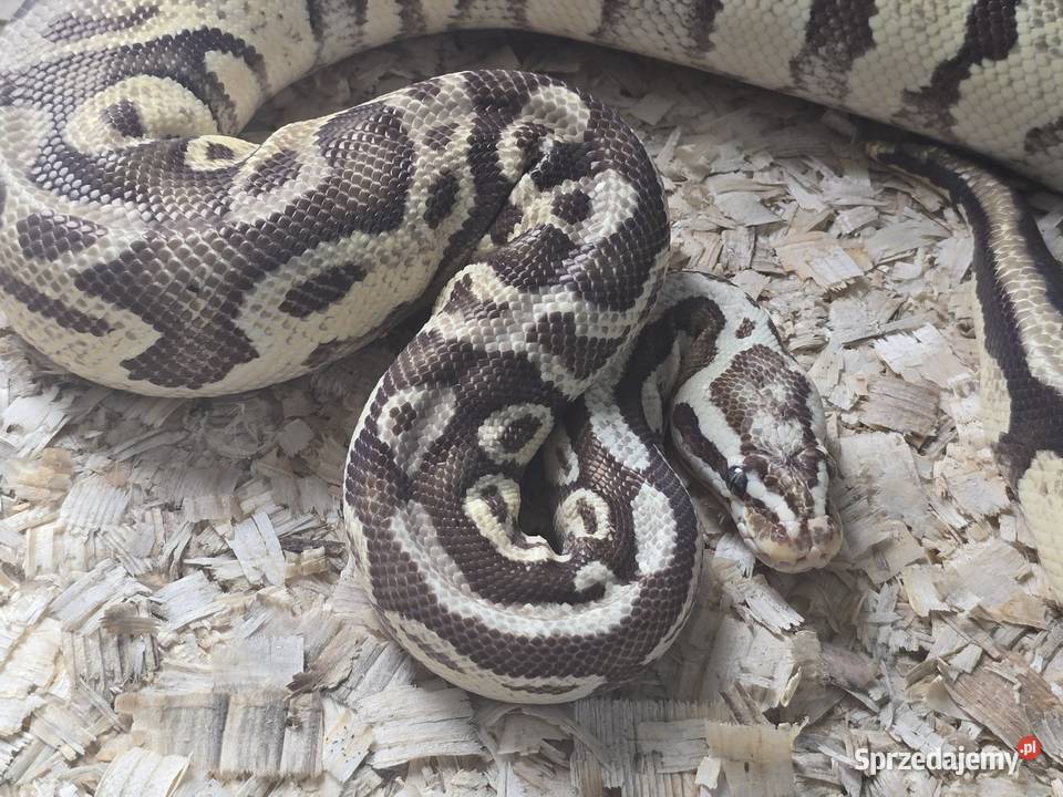 Pyton królewski Python regius Zwierzęta wielkopolskie Poznań sprzedam