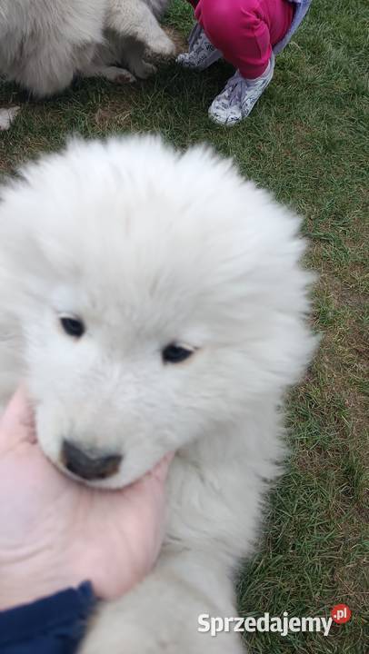 Szczenięta rasy Samoyed Piotrków Kujawski