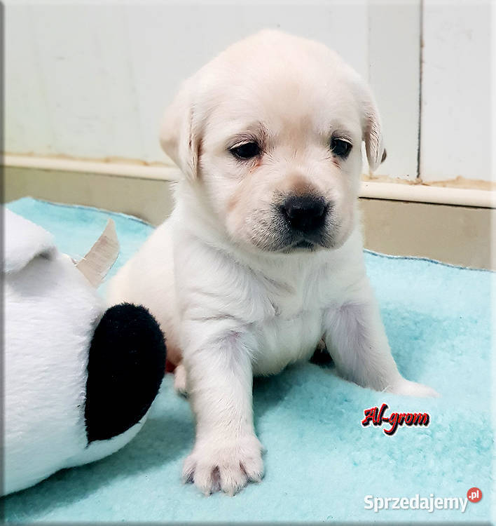 Biszkoptoweżółte szczenięta rasy Labrador Labrador Chynów