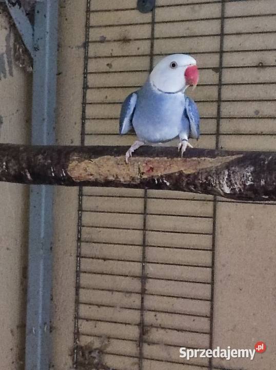 Aleksandretta aleksandretty Warszawa sprzedam