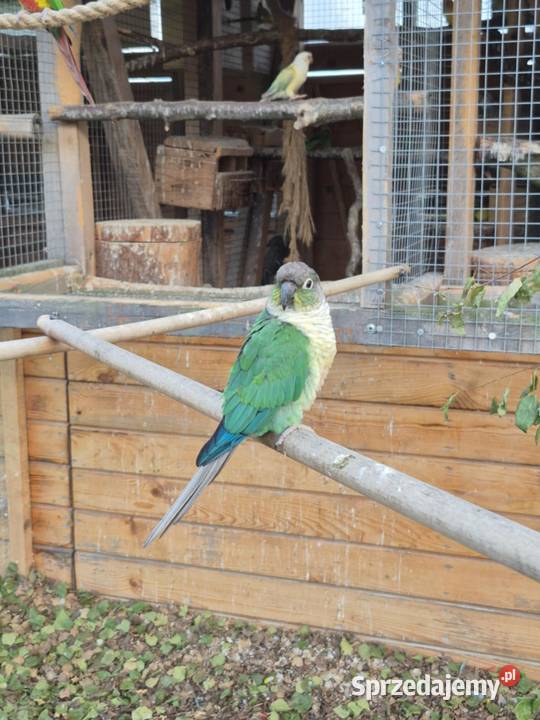 Papugi Rudosterki Zator sprzedam