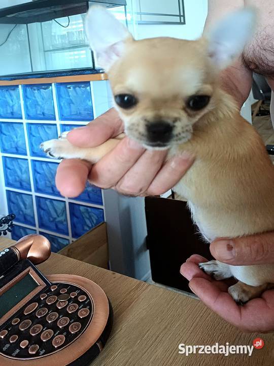 Chihuahua XSS Krótkowłosa Przepiękna Zgierz sprzedam