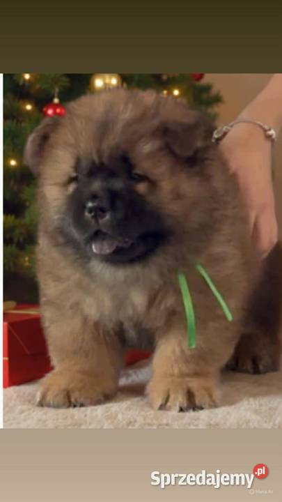 Chowchow Szczeniaki FCI śląskie Pszczyna sprzedam