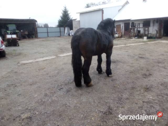 Ogier Pkz Niemienice