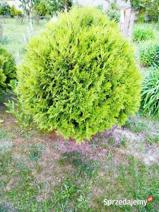 Tuje żywotnik danica bąbki lubelskie Biłgoraj sprzedam