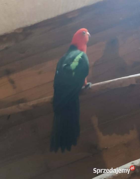 Szkarłatka królewska samiec Jasło