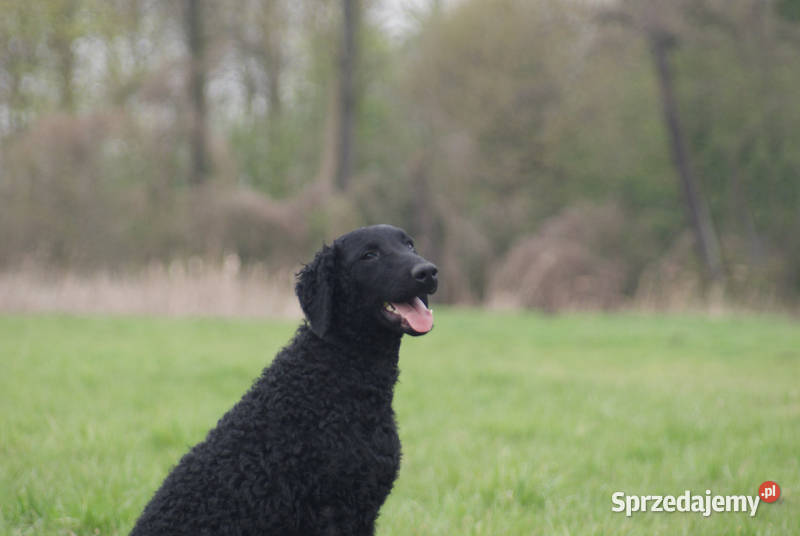curly coated retriever czarne szczenięta ZKwPFCI Psy lubelskie Lublin