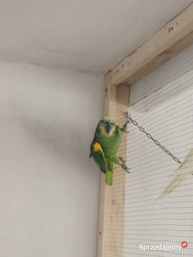 Para Amazonek niebieskoczelnych astevia Busko-Zdrój