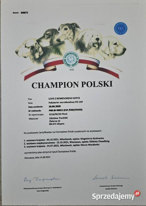 Foksterier szorstkowłosy Pozostałe Ruszów sprzedam