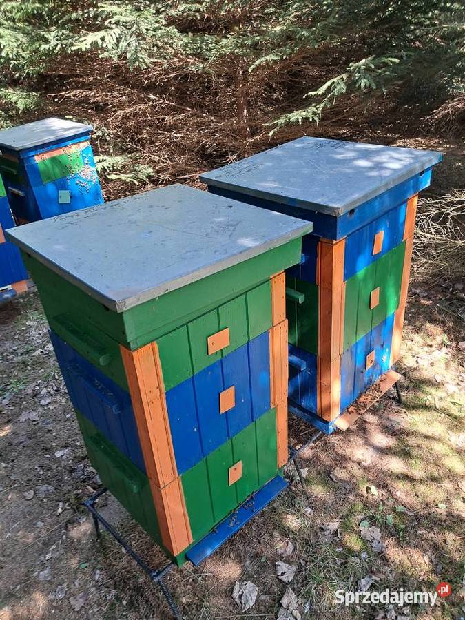 Pakiety Pszczele Odkłady Odrzywół