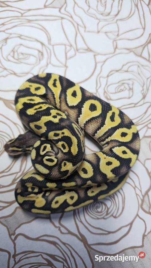Wąż pyton królewski python regius samica Wrocław