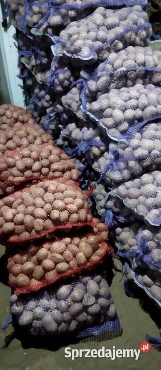 Ziemniaki Bell Rossa vineta cebula czosnek por Rośliny okopowe Chełm