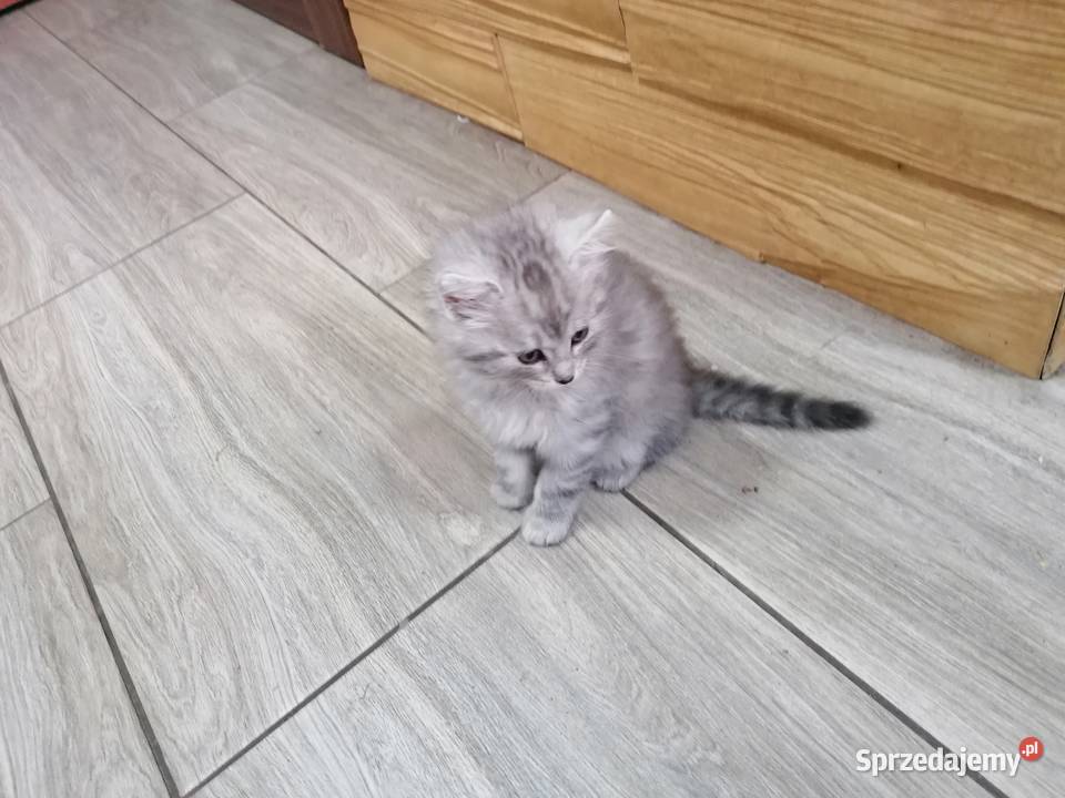 Kotek syberyjski Sucha Beskidzka