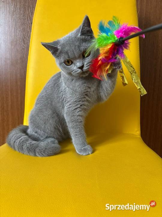 Kocięta brytyjskie z rodowodem FPL Felis Polonia Kraków sprzedam