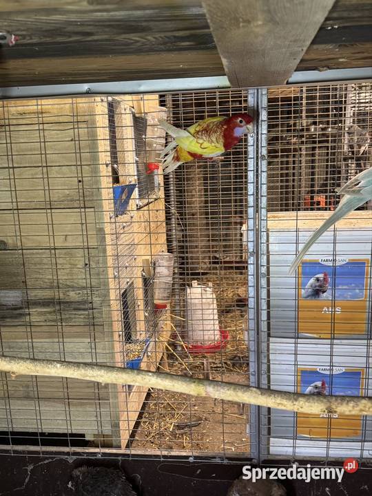 Sprzedam papugi Pawłowice