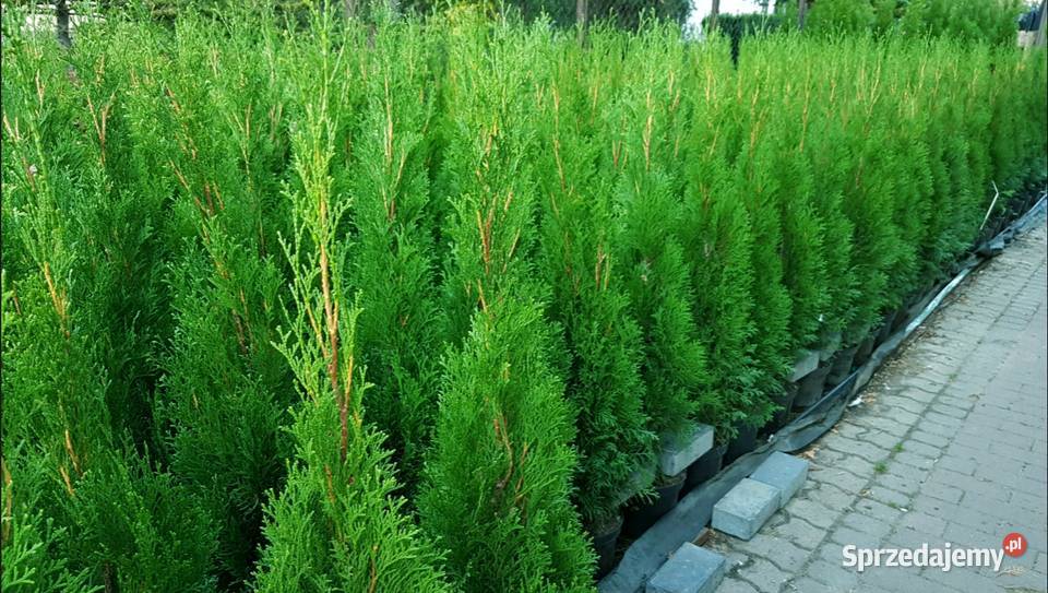Tuja Szmaragd 120130 Donica Ukorzenione OKAZJA mazowieckie Ożarów Mazowiecki