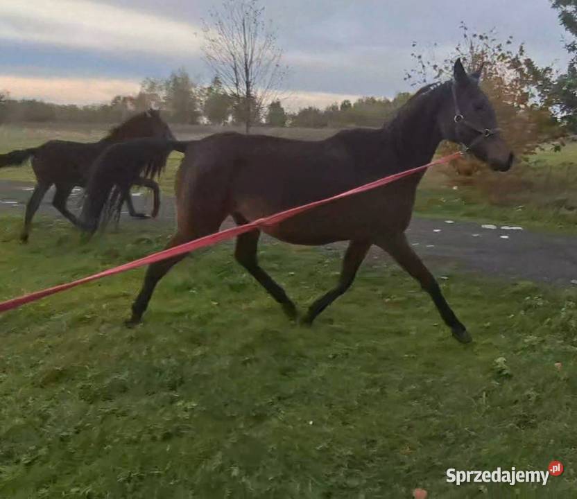 Dajana klacz małopolska