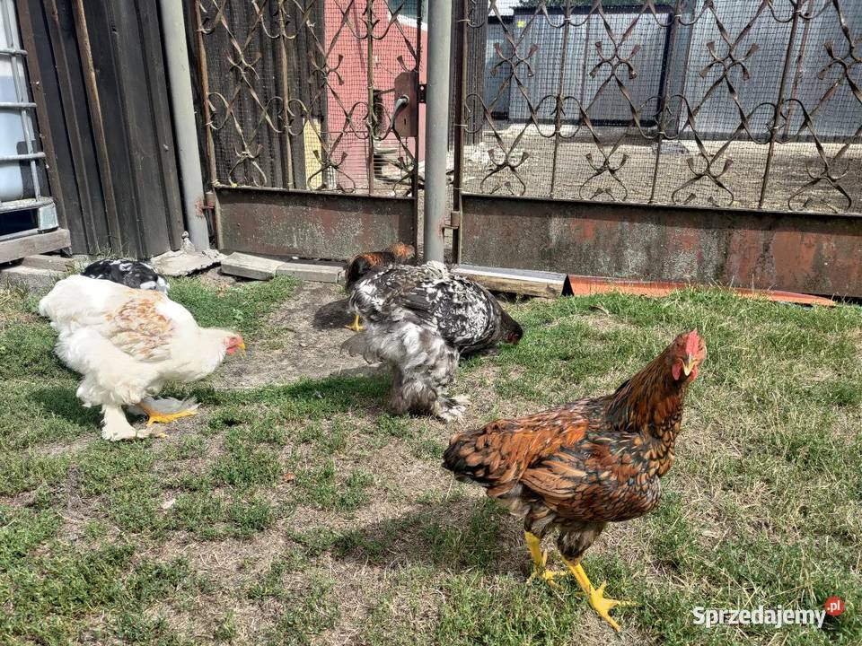 Kochin kochiny olbrzymie