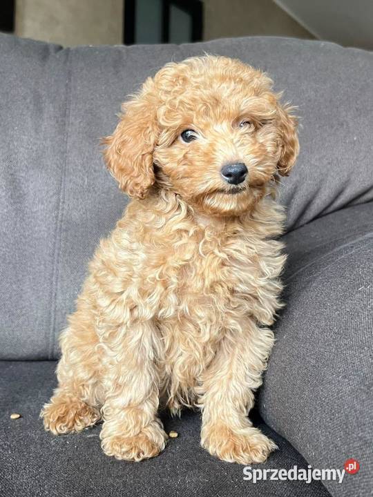 Szczeniak pudla miniaturowego toy