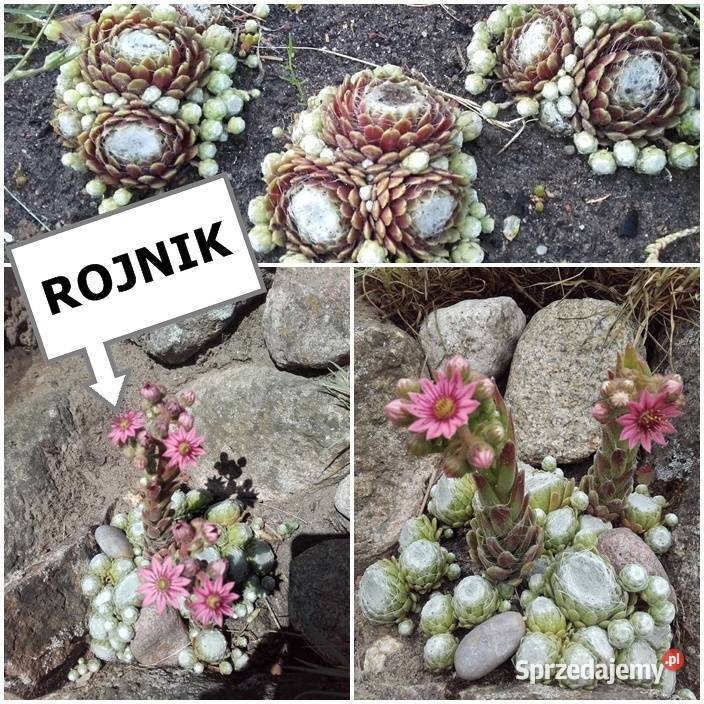 JUKA KWIAT sadzonki dużemożliwa wysyłka Rośliny Poznań