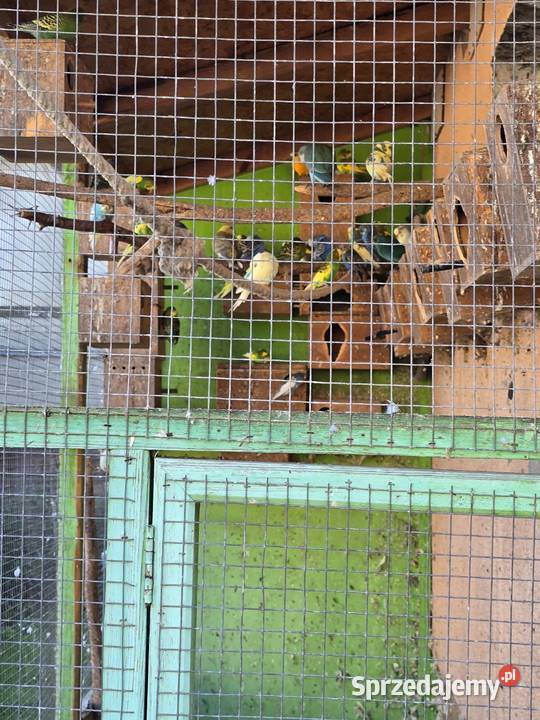 Hodowla papug Ptaki Wrocław sprzedam