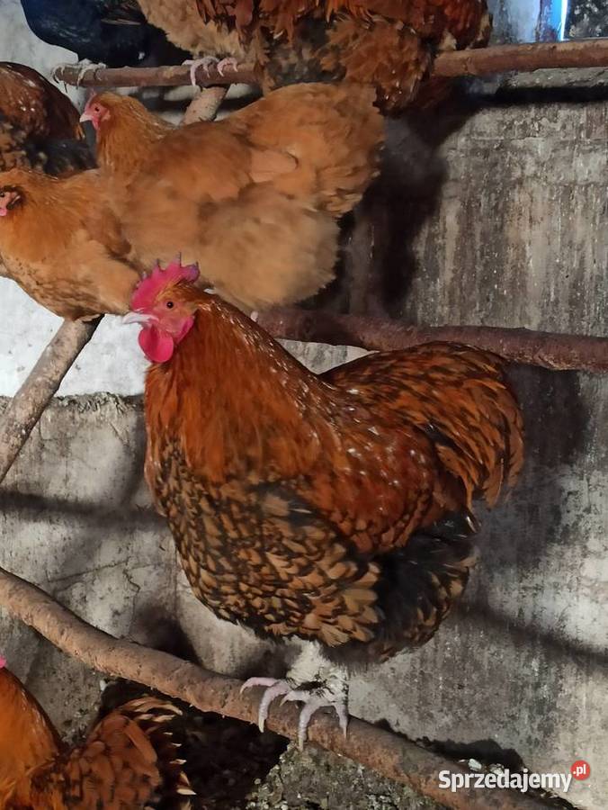 Koguty zargodowe i kogut silka koguty orpington lubelskie Krasnystaw
