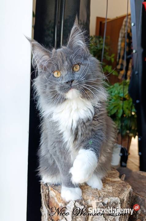 Niebieski z białym Maine Coon FPL