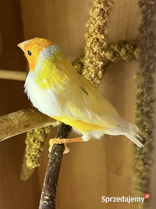 Amadyna wspaniała samiec 2024r Ruda Śląska sprzedam