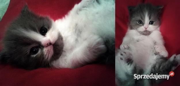 Pers Persy KotKotki Koty PERSKIE Sarnów