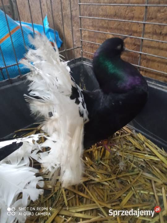 Pawiki czarne na białych ogonach siwe Zamość