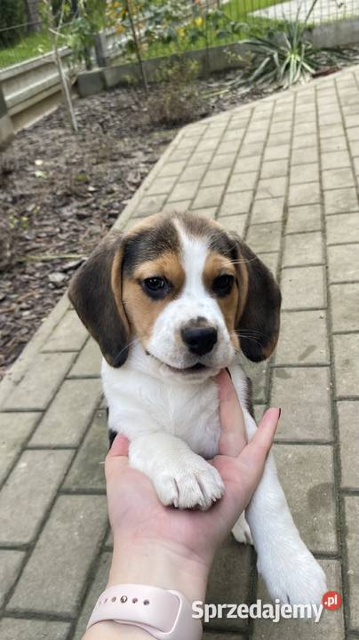 Trójkolorowy rasowy Beagle