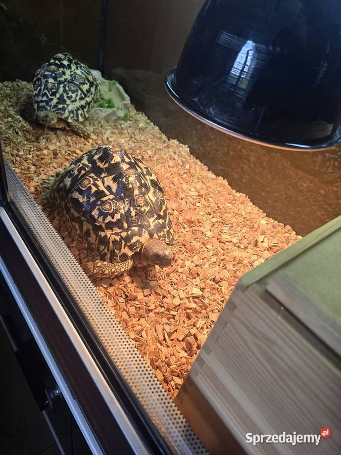Żółwie lamparcie z terrarium