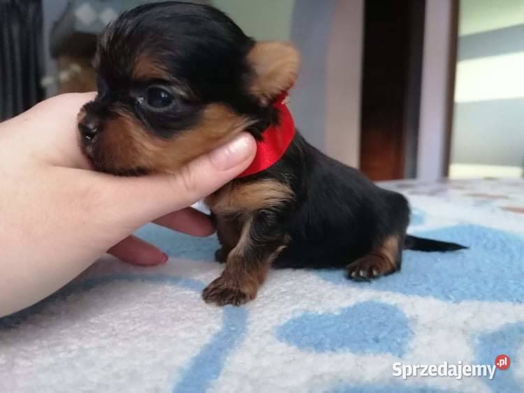 York shire terrier biewer carrier szczenięta