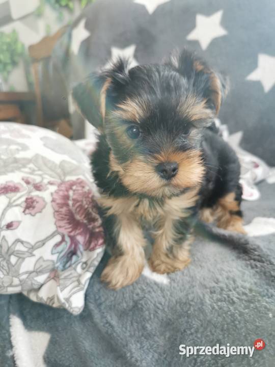 York miniaturka piękny piesek Środa Śląska