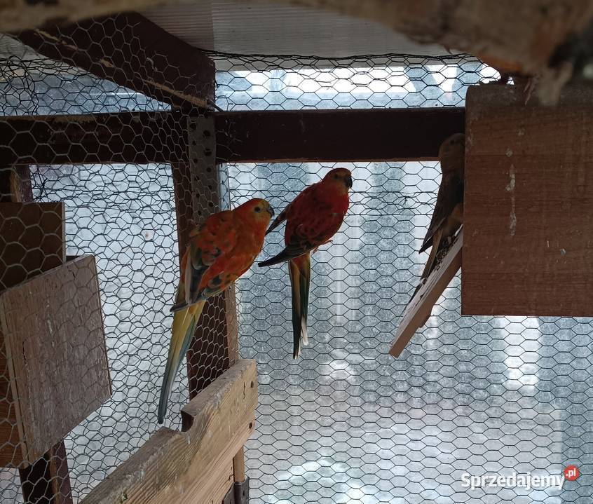 Ptaki kolorowe 8 Zwierzęta wielkopolskie Lwówek