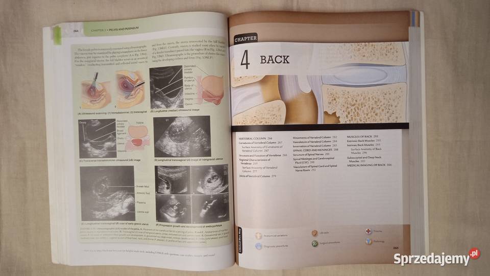 Essential Clinical Anatomy Keith Moore Warszawa sprzedam