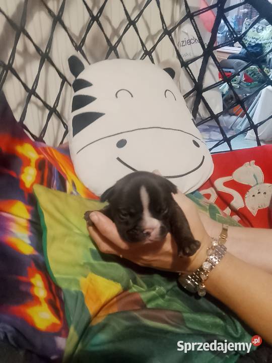 Buldog Francuski szczeniaki podlaskie Białystok
