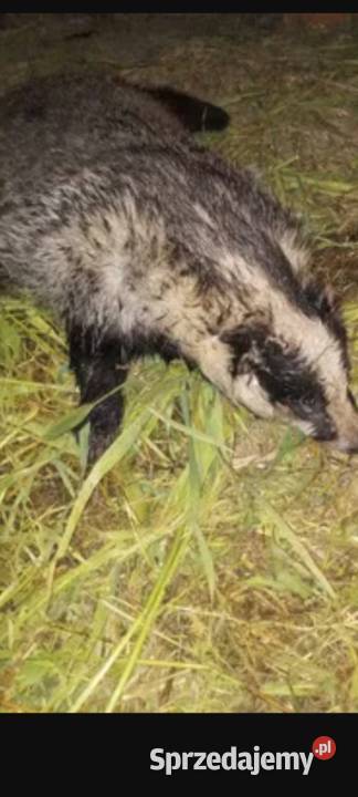 Sadło z borsuka Janów Lubelski