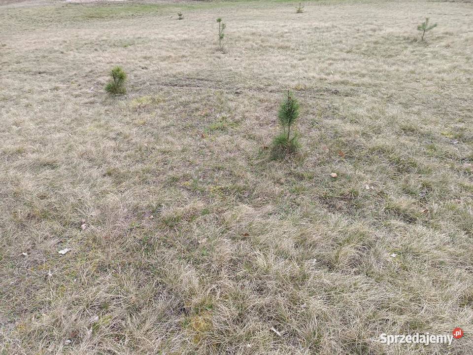 Działka rolna Przeradz gmina Grzmiąca Sprzedaż