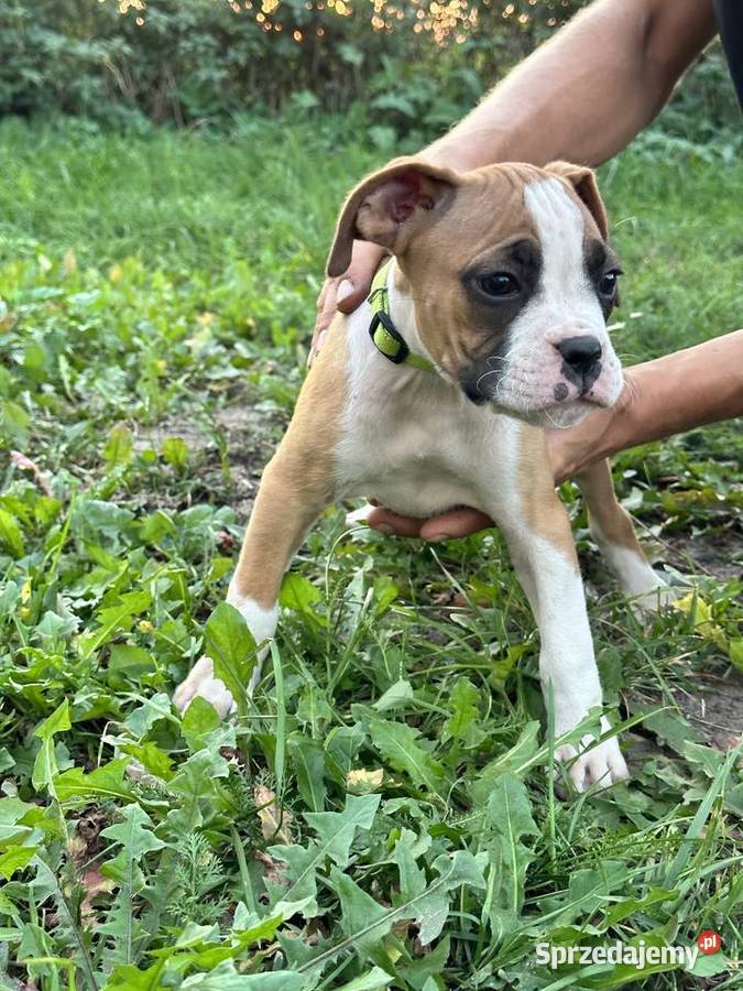 Suczka rasy bokser szczeniak Zwierzęta mazowieckie sprzedam