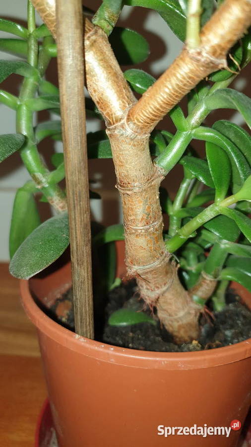 Grubosz crassula drzewko szczęścia duża roślina mazowieckie Warszawa