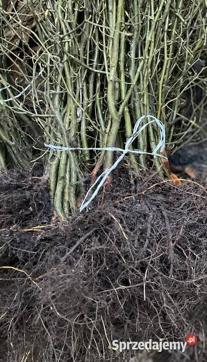 Grab Pospolity sadzonki na żywopłot 4060 Kielce sprzedam