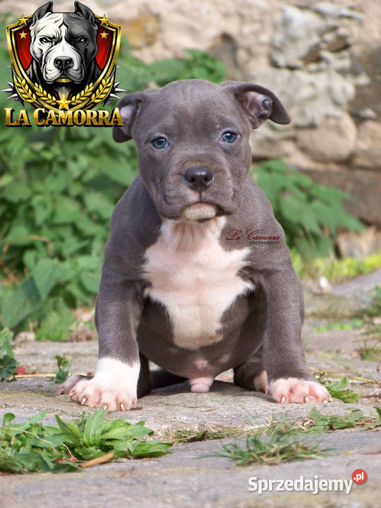 American Staffordshire Terrier Blue Amstaff Paczków