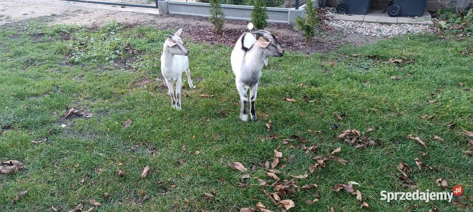 Kozy mazowieckie Płock