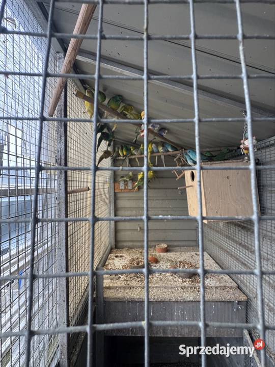 Sprzedam papugi wielkopolskie Pawłowice